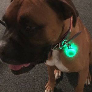 Pair of Flashing Lights Walking your Dog